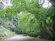 Leafy ravine on the road to the village