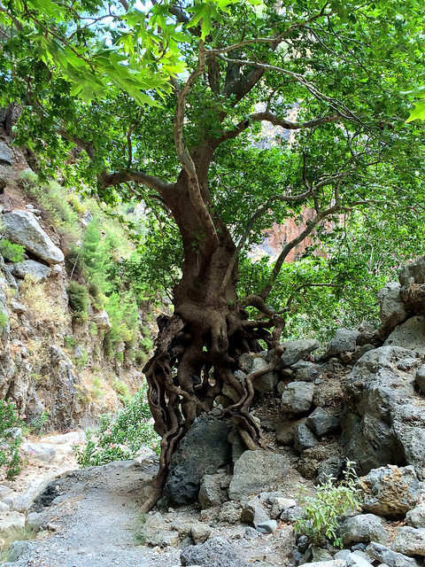 Agia Irini Gorge, Crete