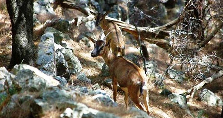 Kri Kri goats in Samaria National Park