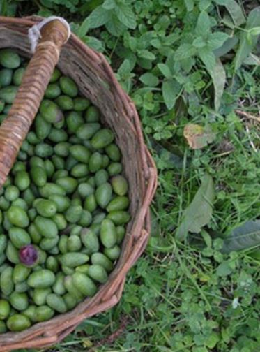 Crete is full of olive groves and olive oil is one of the major products of the island