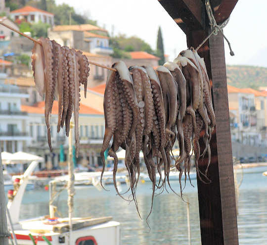 Fresh Octopus by the Taverna, Gythio, Greece (image by karol m}