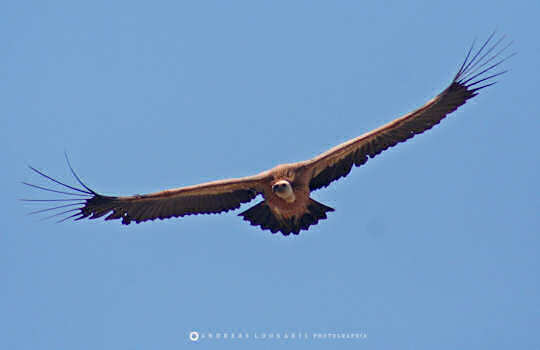 Griffon Vulture Gyps fulvus (image by Andreas Loukakis)