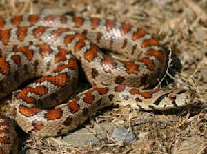 Leopard Snake - Zamenis situla