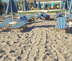 Sea Turtle tracks as the female comes ashore to try to lay her eggs, she gets blocked by beach chairs