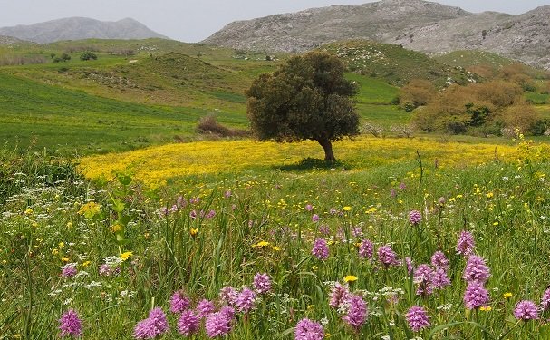 Amari Valley Wildflowers