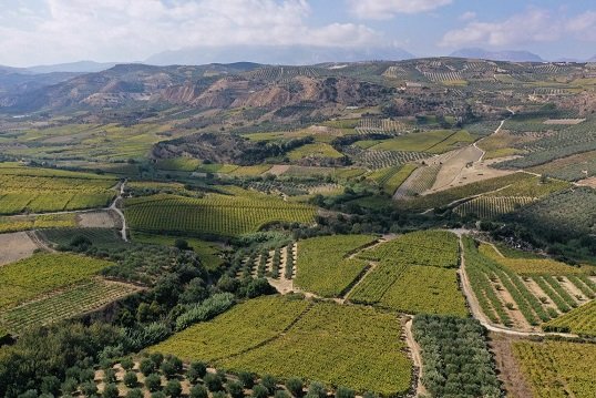 Vineyards in Crete in Spring