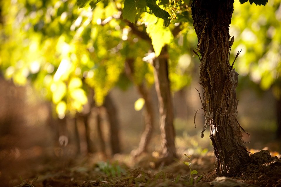 Grapevine in Crete