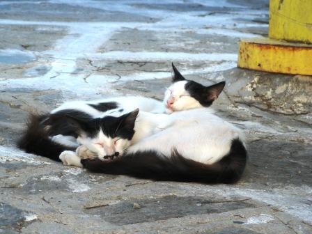 Cats sleeping in the square, Mykonos