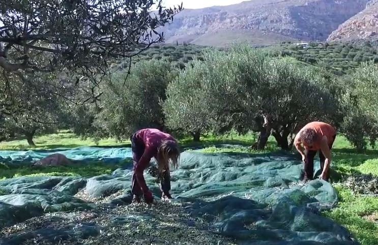 Olive Harvest Nets