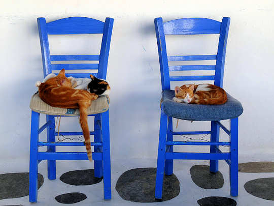 Cats in Mykonos, Greece by lo.tangelini