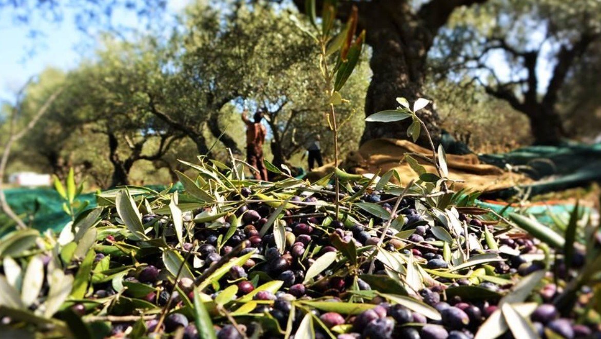 Vassilakis Olive Estate